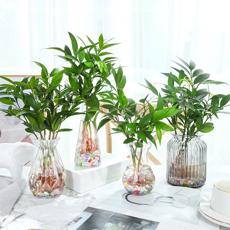 水培新宠驱蚊竹富贵竹水养植物竹柏室内客厅绿植花卉盆栽四季常青视频