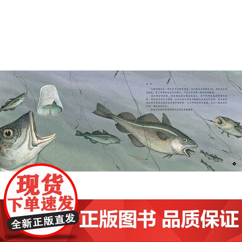 鳕鱼的故事蒲蒲兰硬壳精装图画书经典历史类书籍的儿童绘本版适合6岁以上阅读正版童书高清大图