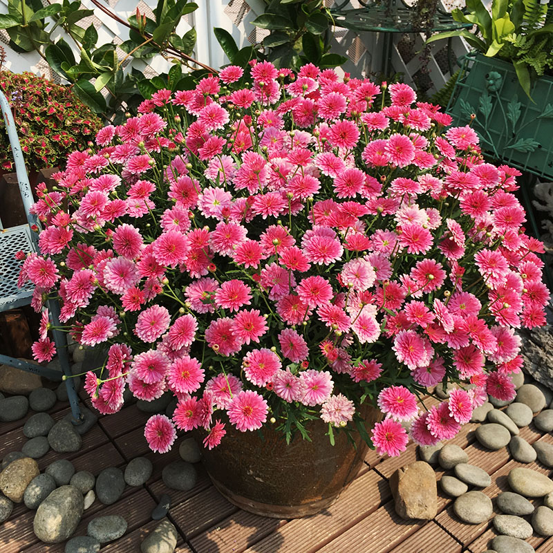 菊花盆栽 报价行情 排行 品牌 参数 怎么样 图片 商家 苏宁易购