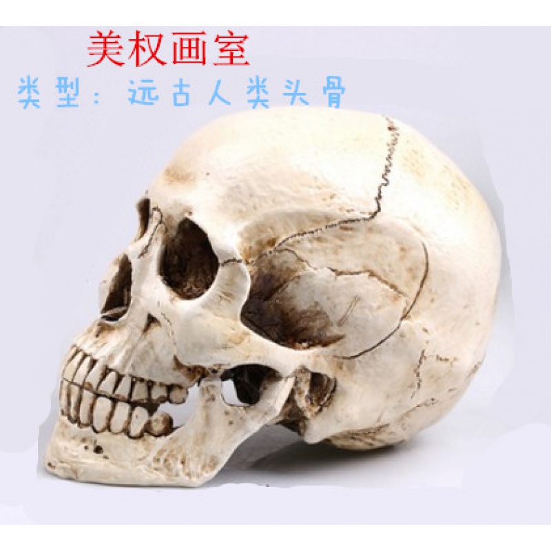 热卖 美术素描模型1:1人体骨骼模型人头骨树脂骷髅头办公摆件绘画 肌肉人头像(灰色)高清大图