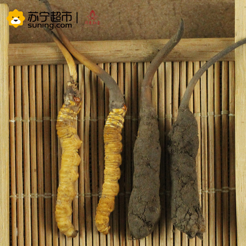 [2018鲜草]同庆和堂 18年现挖新鲜冬虫夏草 1根 5根起拍 1克/根