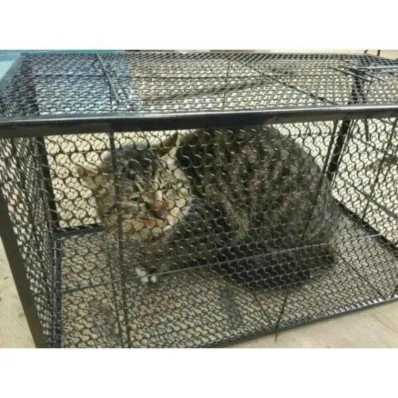 大号特大全自动抓猫笼夹子兽貂诱捕网工具狐狸家用捕猫神器捉猫图片色