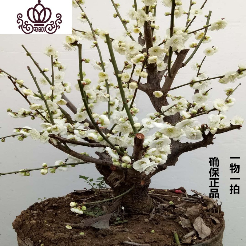 封后精品绿梅老桩盆景绿鄂梅花花卉盆栽植物室内外花卉耐寒带花苞梅花