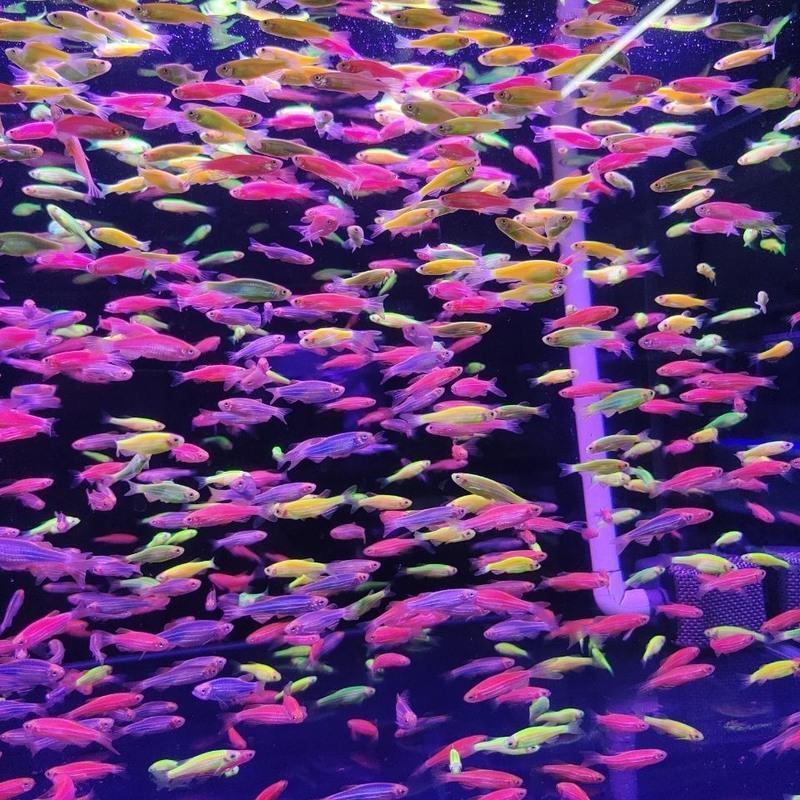 糖果斑马鱼观赏鱼热带鱼小型鱼水族活体非常好养耐活观赏鱼糖果152