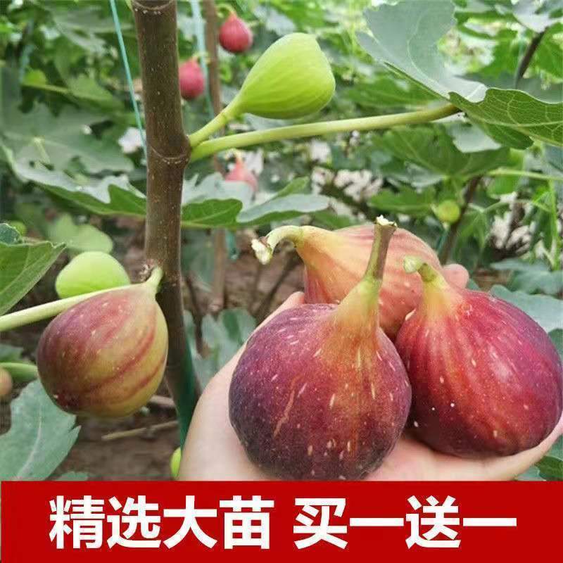 无花果树苗 耐寒地栽大盆栽阳台矮化波姬红当年结果南北方种植|玛斯义陶芬 当年结果苗[一棵装]