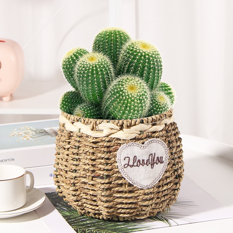 回固多头仙人球盆栽室内植物办公室桌面创意小盆景多肉