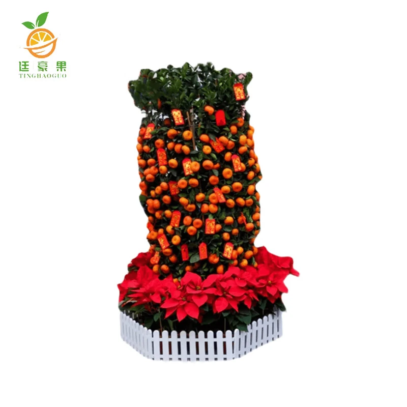 廷豪果 年桔盆栽 2.1米高 /棵高清大图