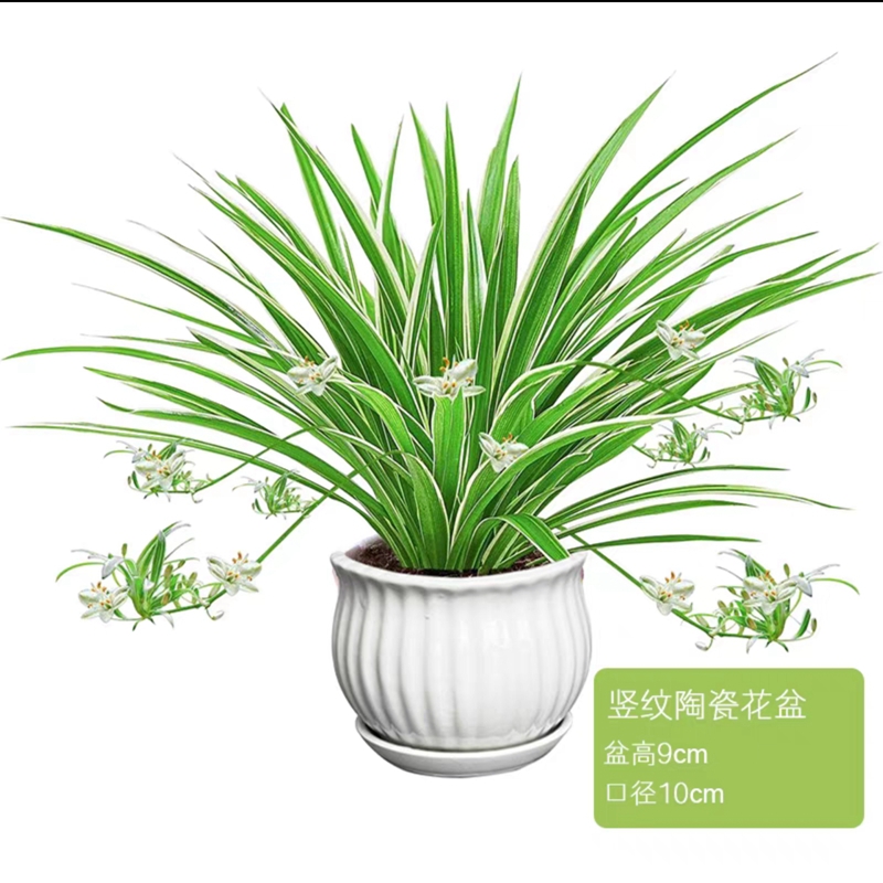 【补贴10%】金边吊兰盆栽花卉植物室内花净化空气绿植水培垂吊客厅甲醛阳台 金边吊兰+竖纹陶瓷盆+肥