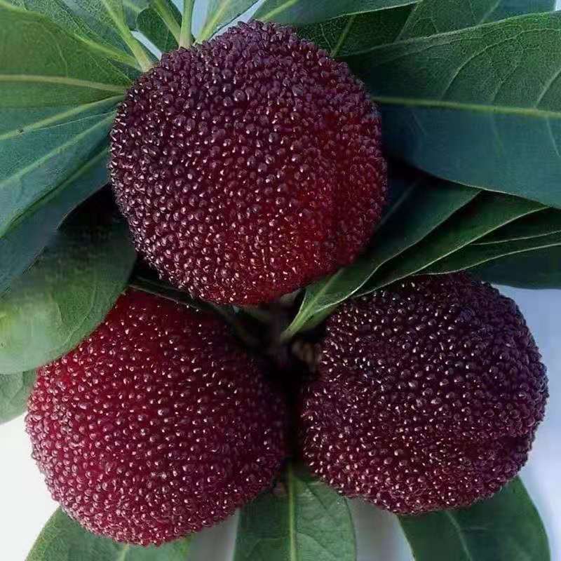 鲜木邮政空运现摘福建漳州浮宫大杨梅新鲜杨梅孕妇水果精选大果带箱6