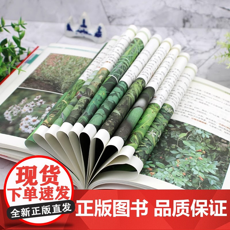 正版 实用中草药图谱与应用手册彩图版中草药书籍大全 图解中草药材中药配方大全中药材图谱中医养生基础理论书籍中草药材图鉴大高清大图