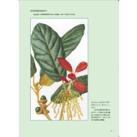 [正版] 英国皇家植物园植物画教程 水彩画技巧书籍