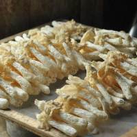 野藤 无熏硫 原色 竹荪50g袋装 竹笙 南北干货食用菌菇四川土特产山珍干竹荪 50g