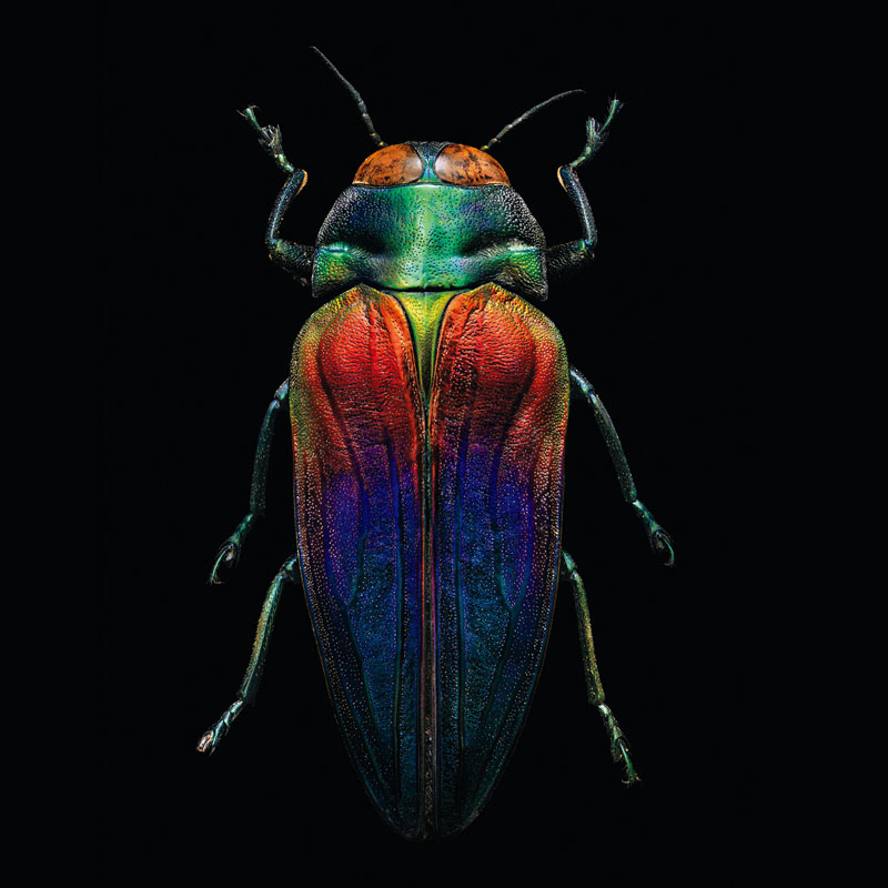 [正版]牛津大学昆虫图鉴(精) 中小学生自然科学生物科普读物百科全书显微镜摄影昆虫标本照片科普儿童动物书探索自然 江苏高清大图