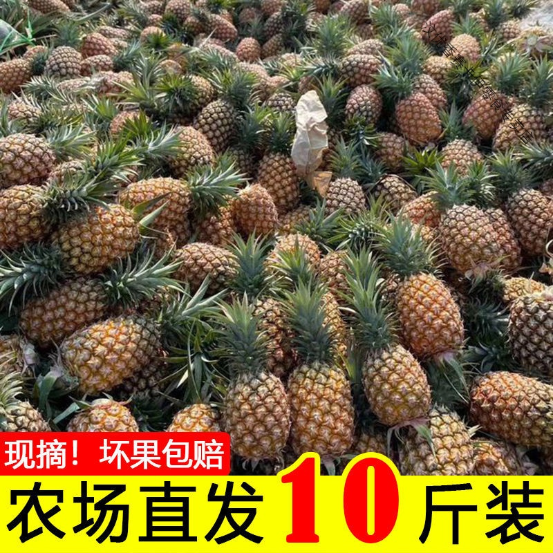 菠萝新鲜水果 当季整箱应季手撕凤梨小菠萝蜜 带箱9.2-10斤[店主推荐]送刀