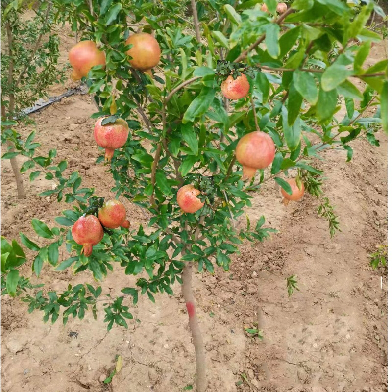回固石榴树树苗突尼斯软籽石榴特大庭院果树南方北方盆栽地栽石榴果苗