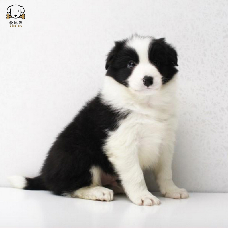 纯种边境牧羊犬幼犬 边牧狗狗活体幼犬双血统赛级高品质黑白三通牧羊犬高智商边境宠物狗三通七白大围脖