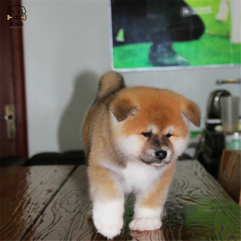 麦比佳 秋田犬 纯种秋田犬幼犬 中大型秋田犬狗狗活体 血统级精品日系秋田日本赛级秋田家庭犬公母视频挑选包健康秋田柴犬高清大图