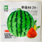 早佳花蜜8424西瓜种子种籽早熟产量高耐运输糖度高薄皮西瓜种籽