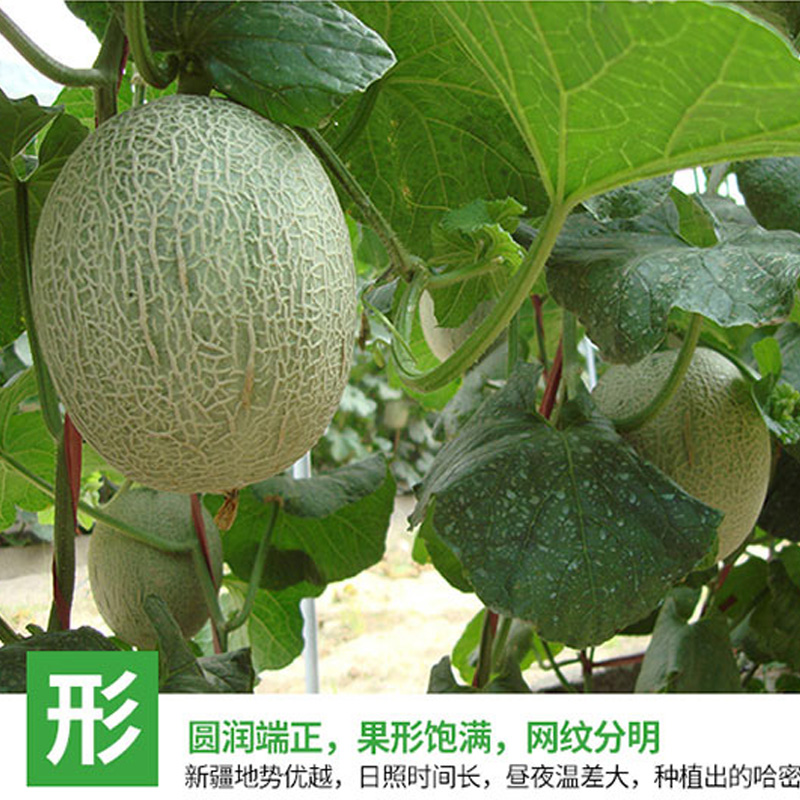 卜任舒 哈密瓜约4.5kg(包装随机发货)高清大图