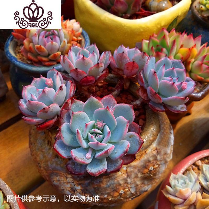 封后 Fenghou 园艺用品封后多肉植物群生老桩盆栽桃蛋多肉老庄多头组合肉肉植物绿植花卉3 2 5fivk1980 裸根不带土 价格图片品牌报价 苏宁易购战狼家居专营店