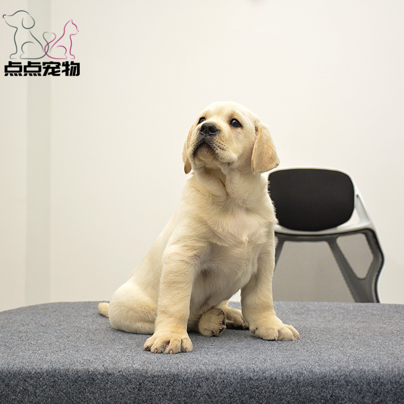 [点点宠物]宠物狗狗纯种拉布拉多犬幼犬 血统级拉布拉多 短毛家养健康宠物狗 高智商导盲犬 黄色奶白色黑色 可视频挑选高清大图