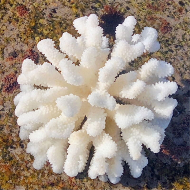 天然海螺贝壳精品白珊瑚摆件鱼缸水族造景珊瑚家居招财树