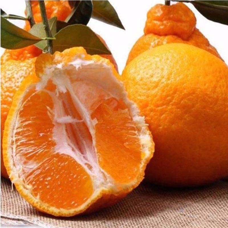 [[鲜贝达]不知火丑橘5斤装70mm以上 丑桔 丑橘子 新鲜水果高清大图