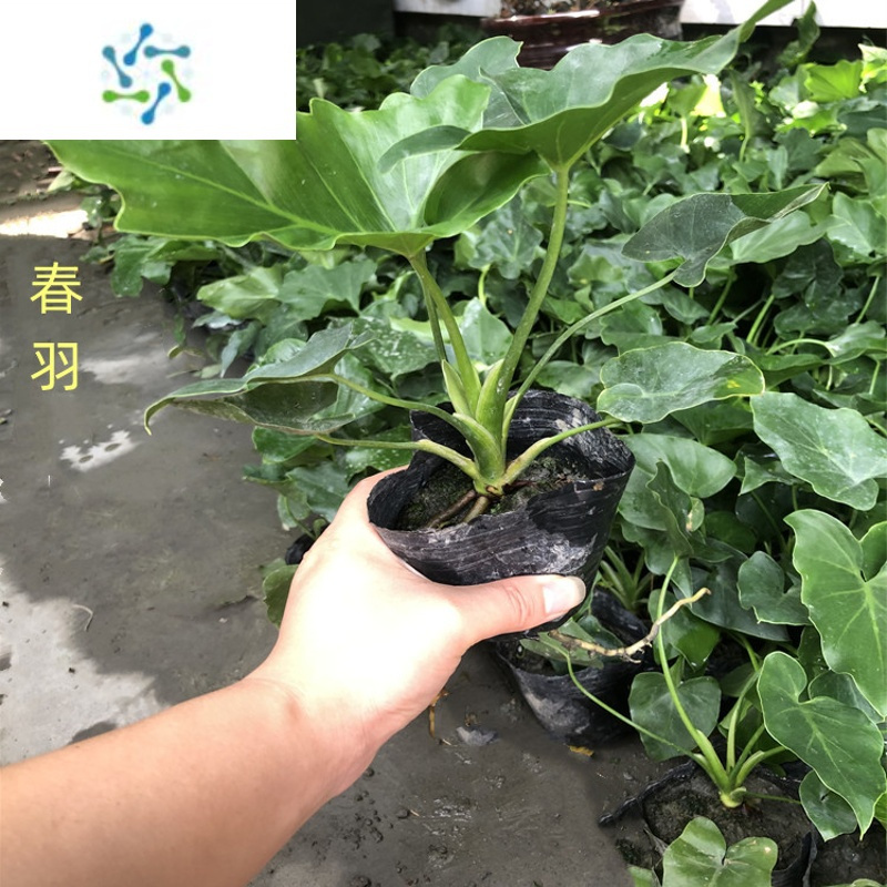 三维工匠春羽盆栽净化空气观叶水培植物龙鳞春雨室内办公桌耐寒趣味绿植花卉