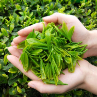 [买一斤送半斤] 新茶 毛尖茶高山茶叶绿茶 绿茶2罐400g