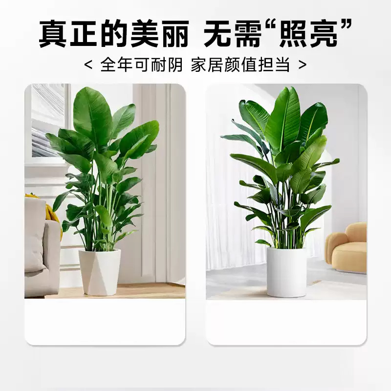 是尚 绿植 SS-004/盆高清大图