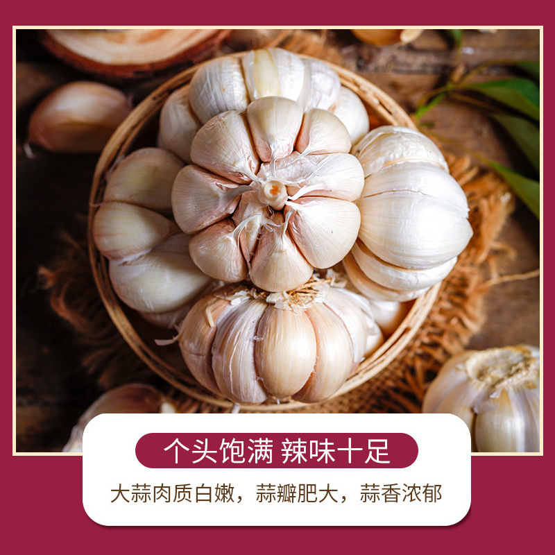 [江苏乡村振兴][财政集采][沭阳]虞美人 沭阳大蒜 25kg