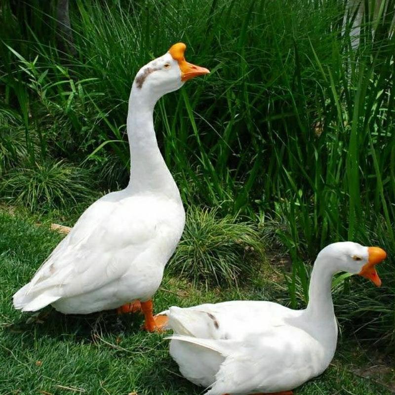 赛卡伊 农家散养鹅整只青年鹅嫩鹅土鹅笨鹅大白鹅批发滋补食材 3.5-4.