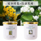栀子花香薰家用卧室内持久留熏香氛厕所除臭卫生间房间空气清新剂