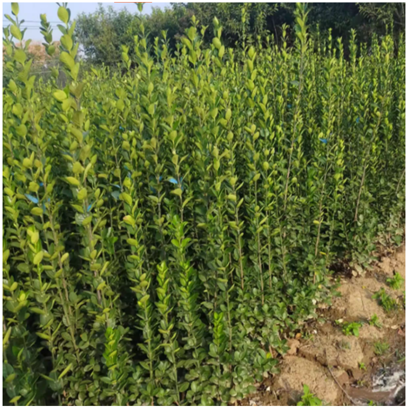诚智旺 冬青苗 高50-60cm/株高清大图