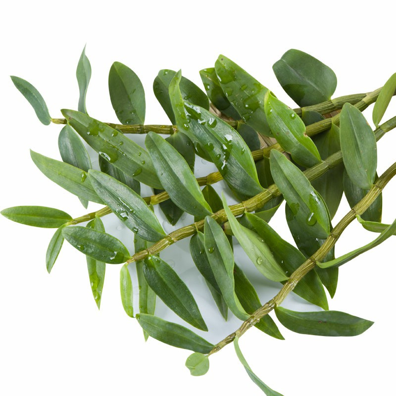 依源铁皮石斛枫斗鲜条花茶种植特级养生铁皮枫斗石斛中药材鲜条带叶
