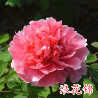 多分枝菏泽洛阳重瓣牡丹苗盆栽室内花卉绿植苗带芽当年开花