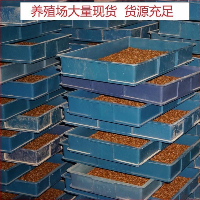 面包虫活体黄粉虫大麦虫宠物饲料画眉八哥小鸟喂乌龟蜥蜴顺丰 面包虫(小点)100克套装 长约1.2~1.7厘米