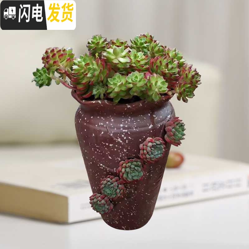 三维工匠多肉个性陶瓷花盆多孔洞洞花盆多肉盆栽摆件绿植陶瓷盆高款兰花盆 洞洞盆HZ269 中等花盆容器高清大图