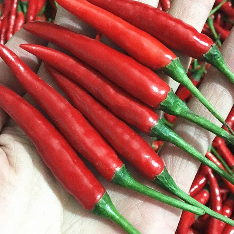 湛航 新鲜小米椒辣椒自剁酱特辣朝天椒小米辣红小尖椒红辣椒3/5斤
