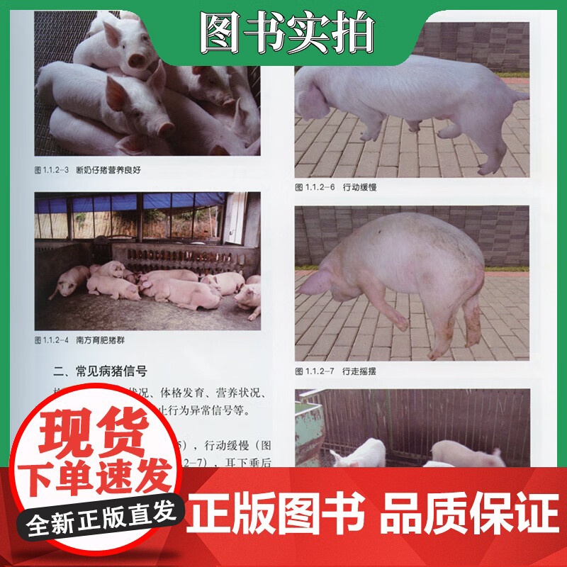 套装2本一套 猪病学 第11版 规模化猪场疾病信号监测诊治辩证法一本通图谱 9787559121295 978751高清大图
