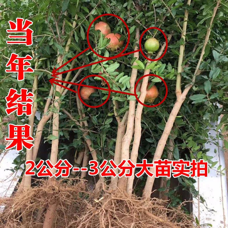 石榴树苗突尼斯软籽庭院果树盆栽地栽当年结果南北方甜特大石榴苗 黑美人 8年壮苗(带土带叶发货)