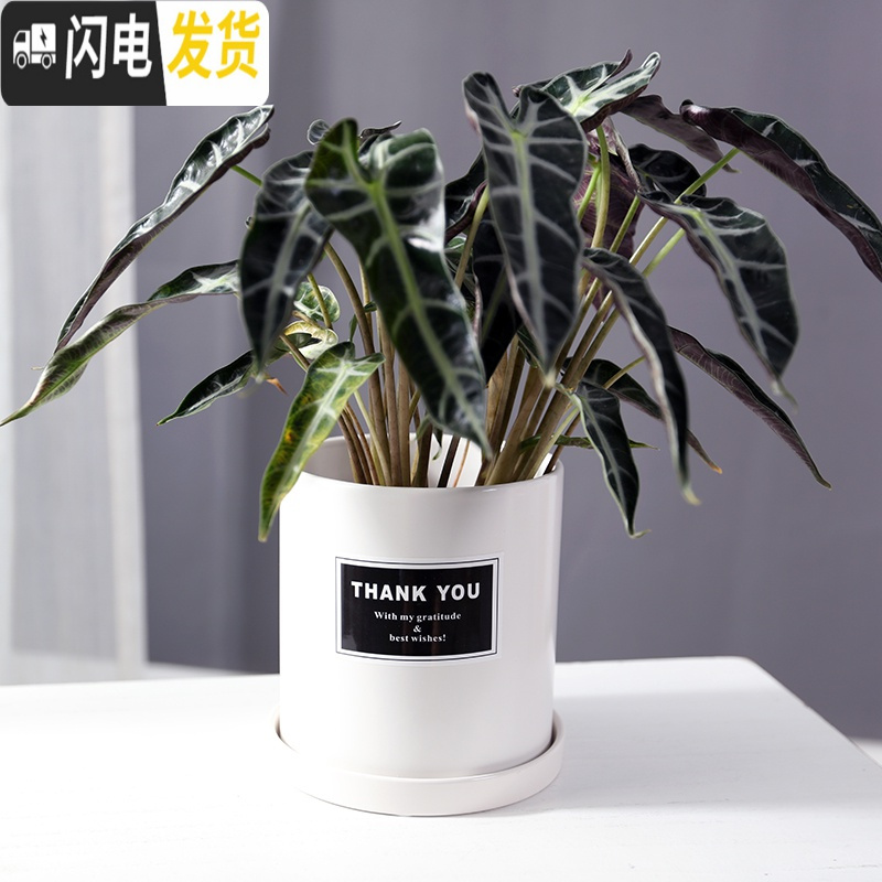 三维工匠简约圆柱ins北欧风带托盘室内沙漠植物现代创意陶瓷多肉花盆批发 哑光灰(FORYOU) 中等花盆容器