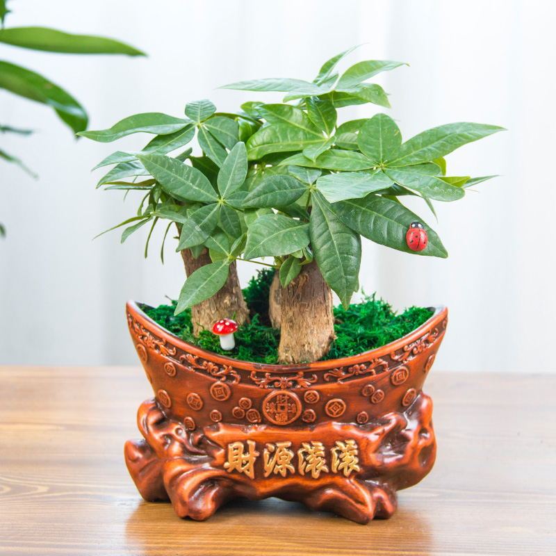 锦枫发财树盆栽三杆发财树吉祥植物盆栽