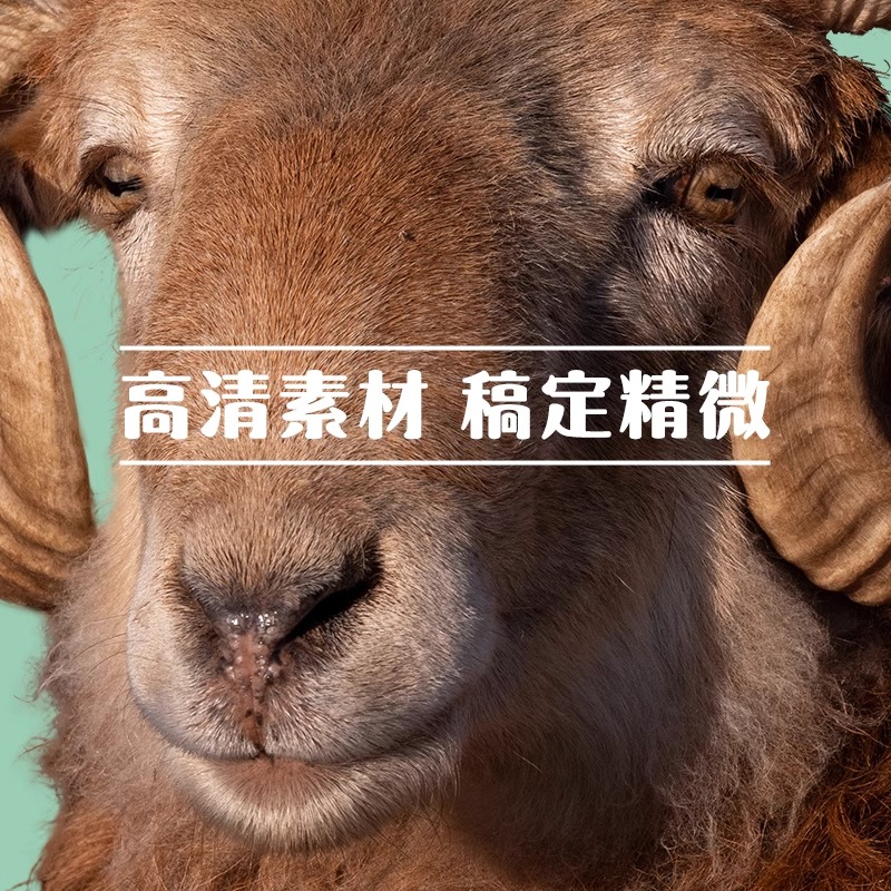 单本全册 [正版]争霸美育动物照片少儿美术课堂 2023当下少儿高清大图