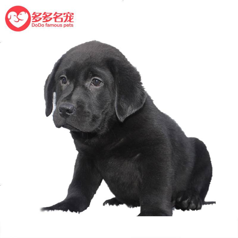 拉布拉多幼犬导盲犬 拉布拉多幼犬纯种 小宠物狗拉布拉多幼崽 中大型犬 小型犬 纯种金毛