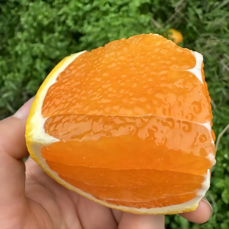 [中华特色]秭归馆 一苇农佳 秭归脐橙九月红3斤装果径60-70mm 新鲜采摘 坏果包赔 华中