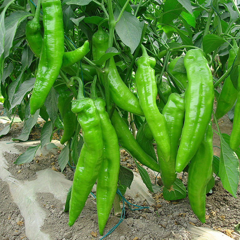 辣椒新鲜尖椒青辣椒新鲜青椒新鲜蔬菜1斤装参数