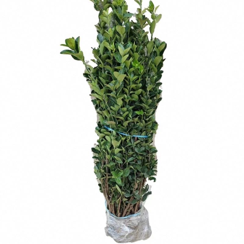 诚智旺 北海道冬青苗 高1.6-1.7m10棵 /捆高清大图