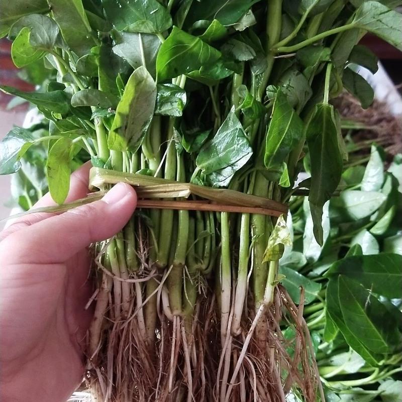 四川农家本地藤藤菜小叶大叶尖叶青杆爬藤牵藤青脆空心菜苗带根 20株