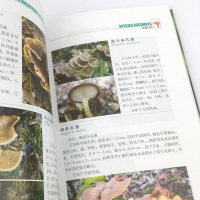 [正版]常见蘑菇野外识别手册 好奇心书系 蘑菇分辨手册 户外探险b备书籍、荒野求生、郊游书籍 可食用和不可食用蘑